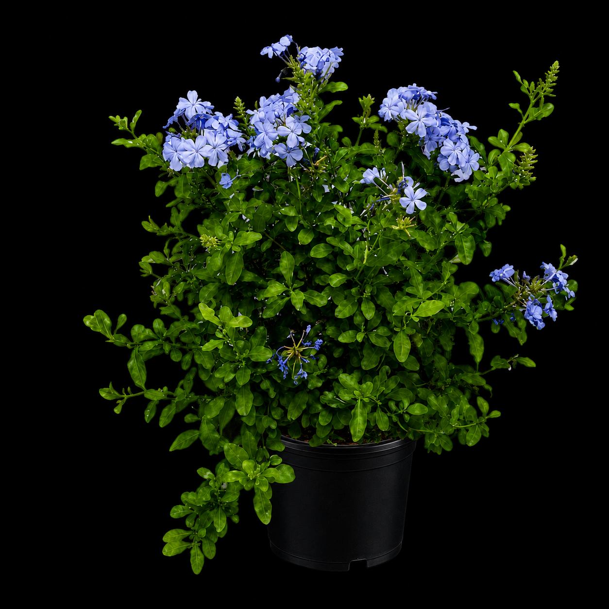 Plumbago