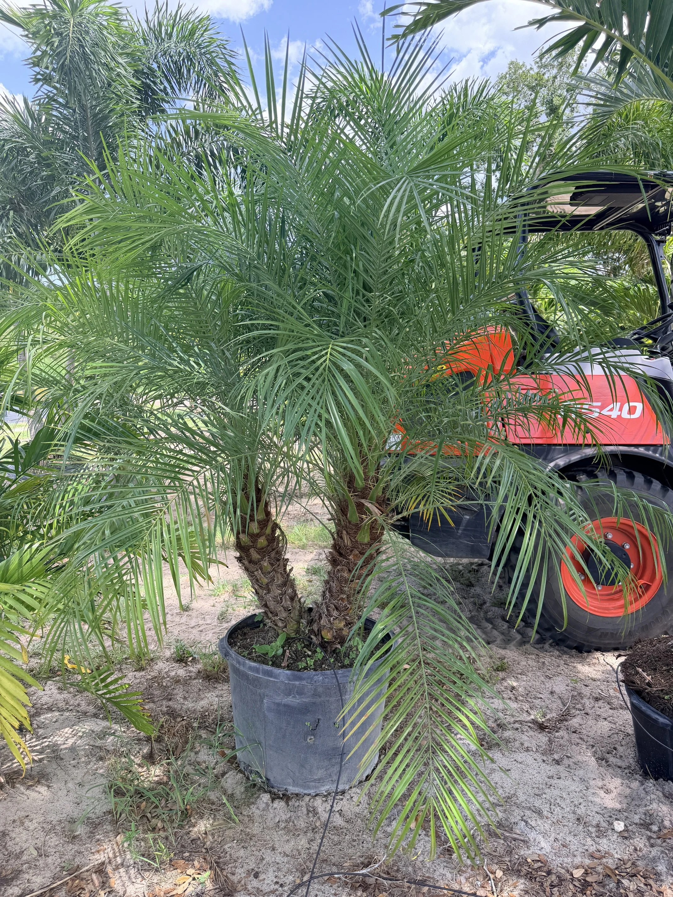 Roebelenii Palm.JPG