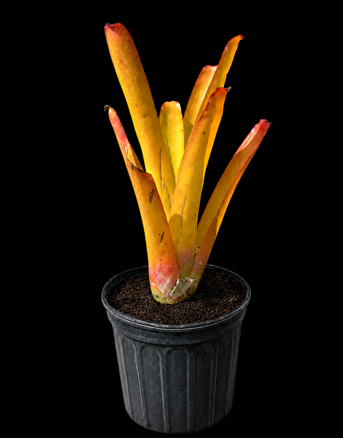 Bromeliad Blanchetiana 'Orange'