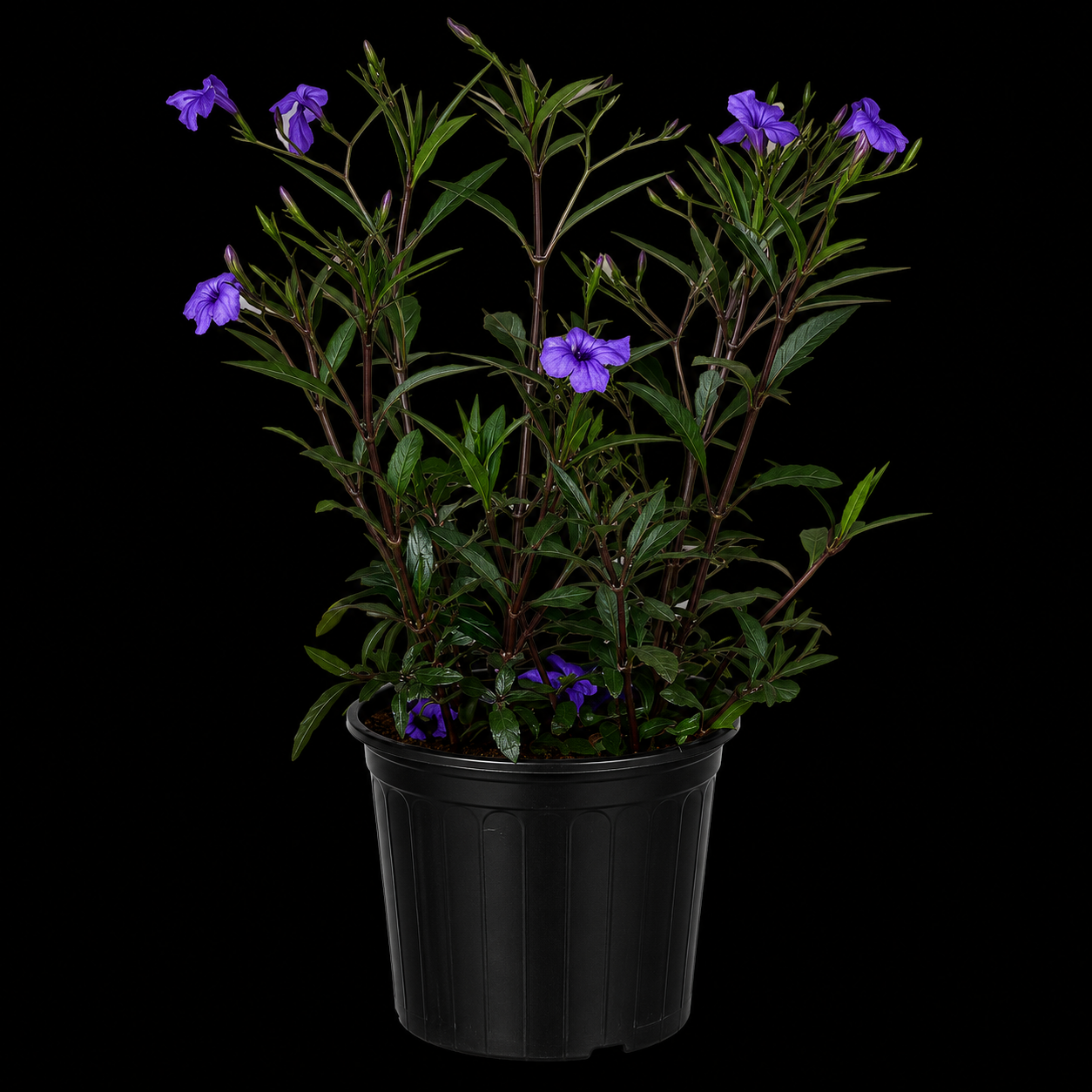 Mexican Petunia