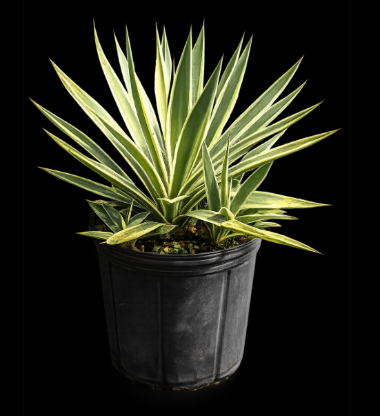 Agave angustifolia 'Caribbean Agave'