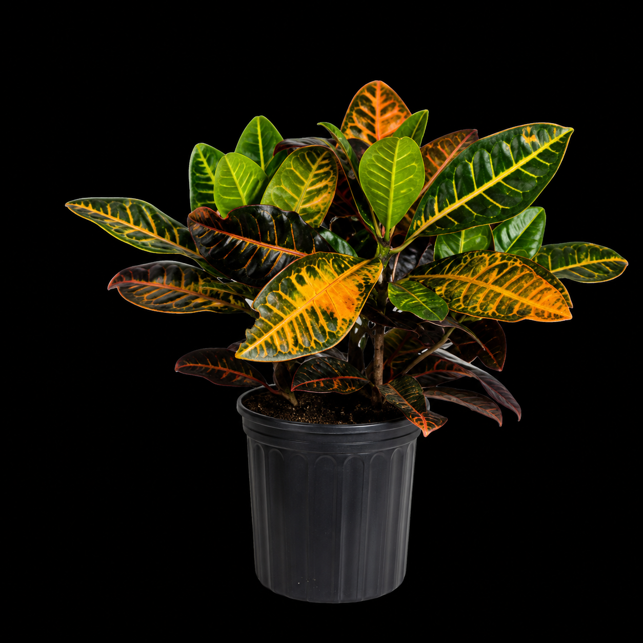 Croton Petra