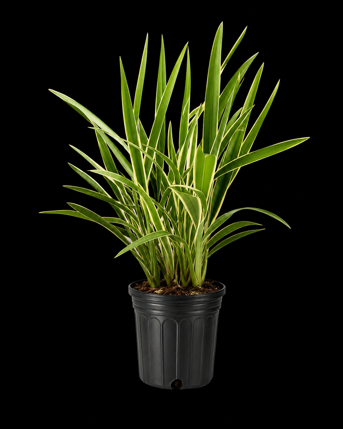 Dianella tasmanica 'Flax Lily'