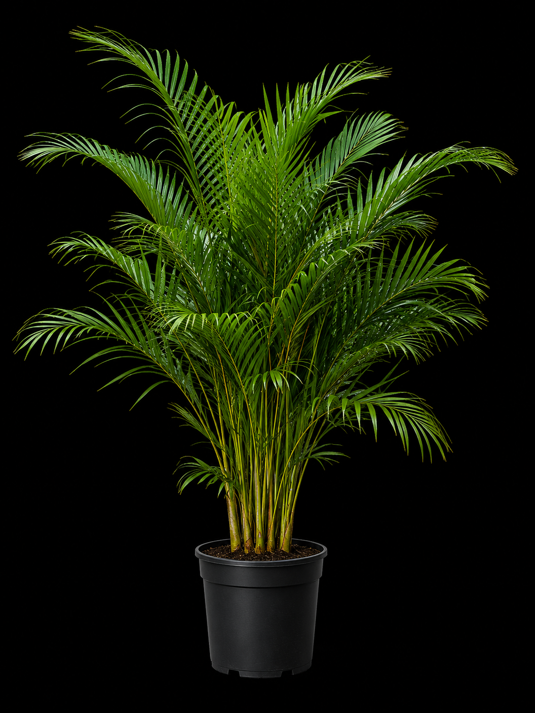 Areca Palm (Dypsis lutescens)