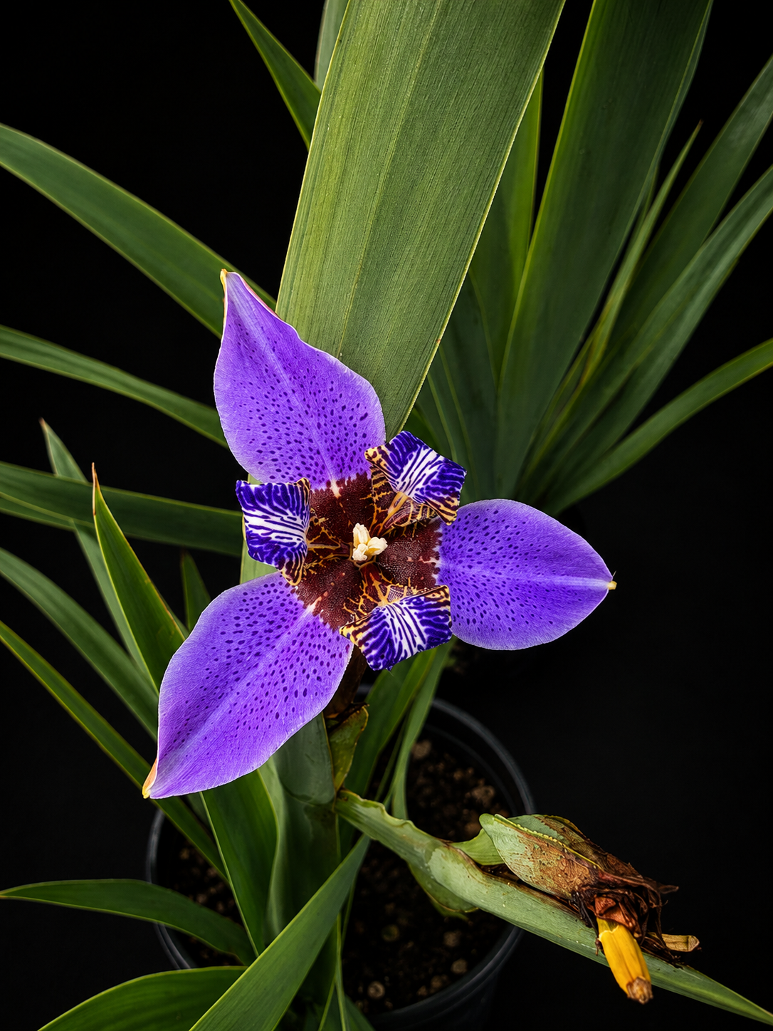 Apostle Iris 'Regina'