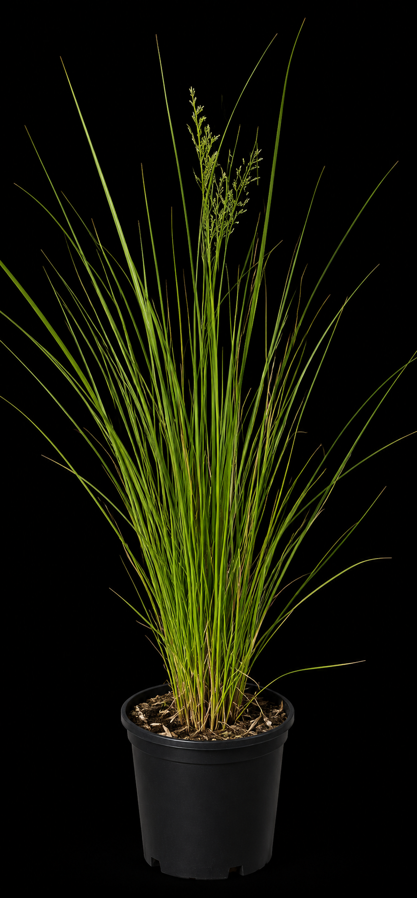 Dwarf Fakahatchee Grass