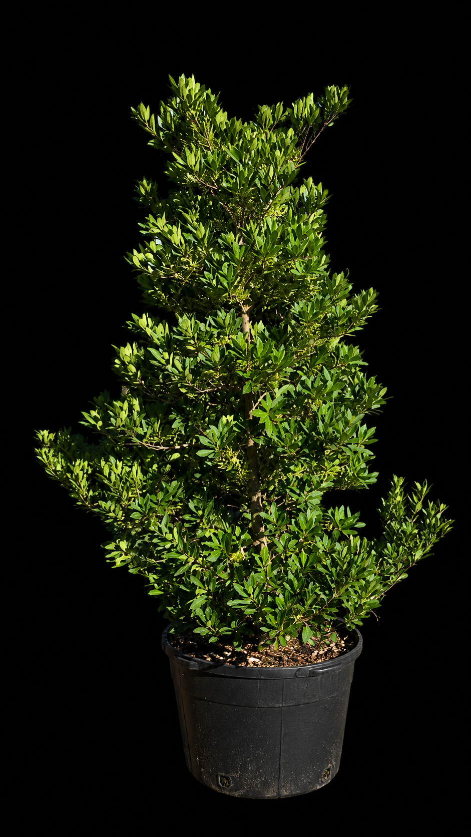 Elaeocarpus decipiens 'Japanese Blueberry'