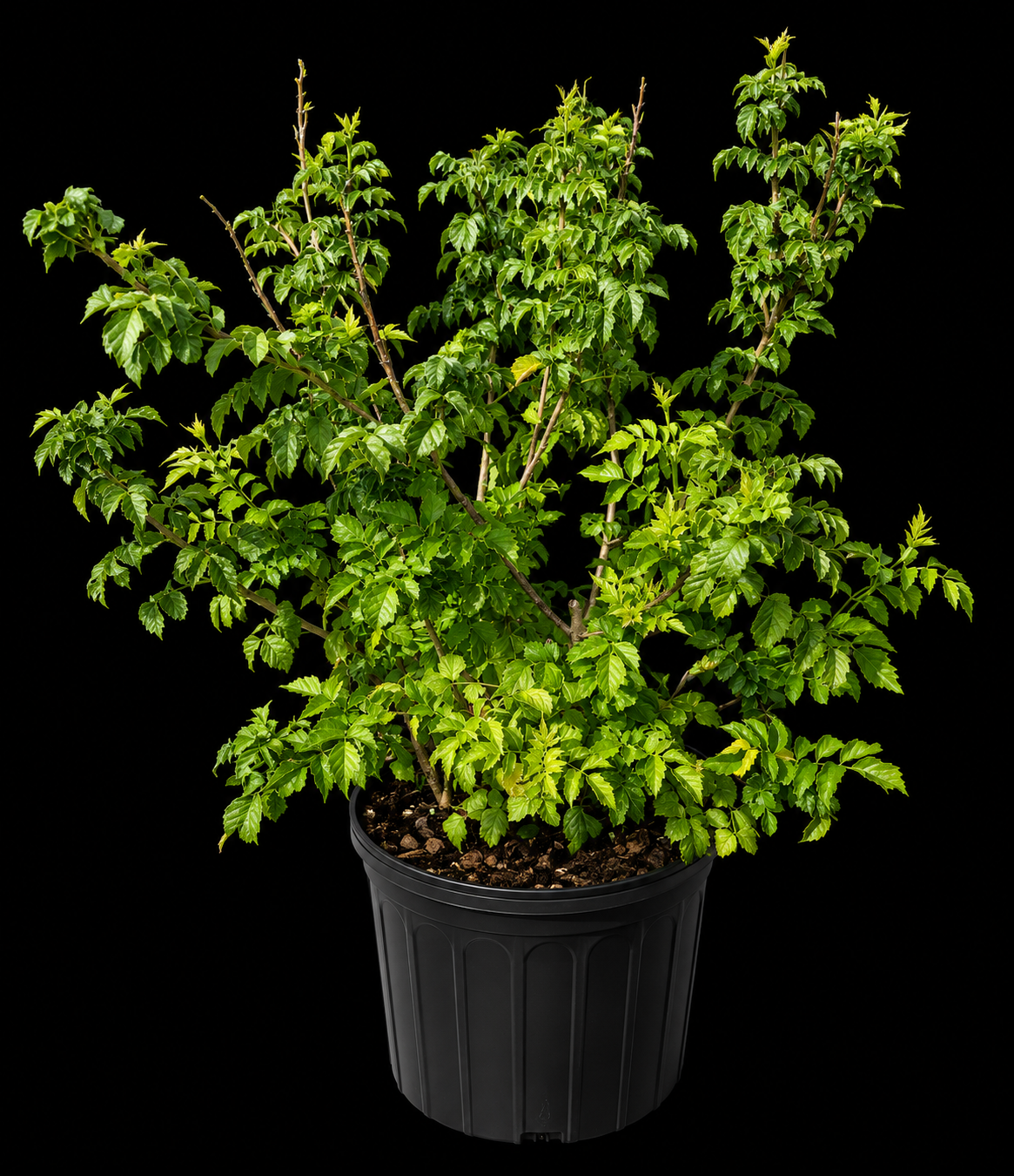 Cape Honeysuckle