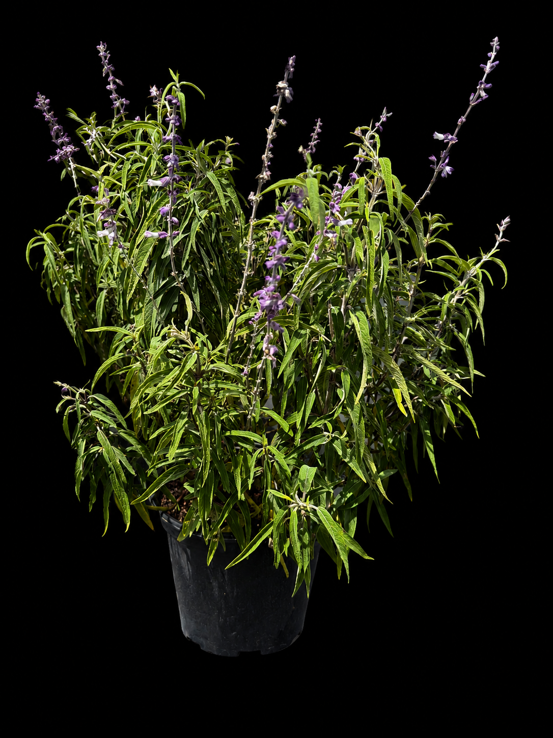 Purple Salvia