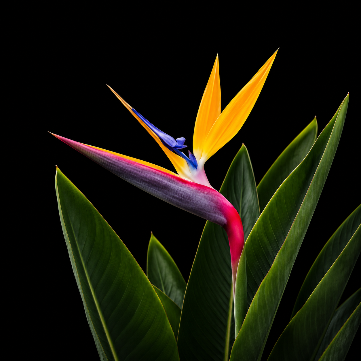 Bird of Paradise 'Mandella Gold'