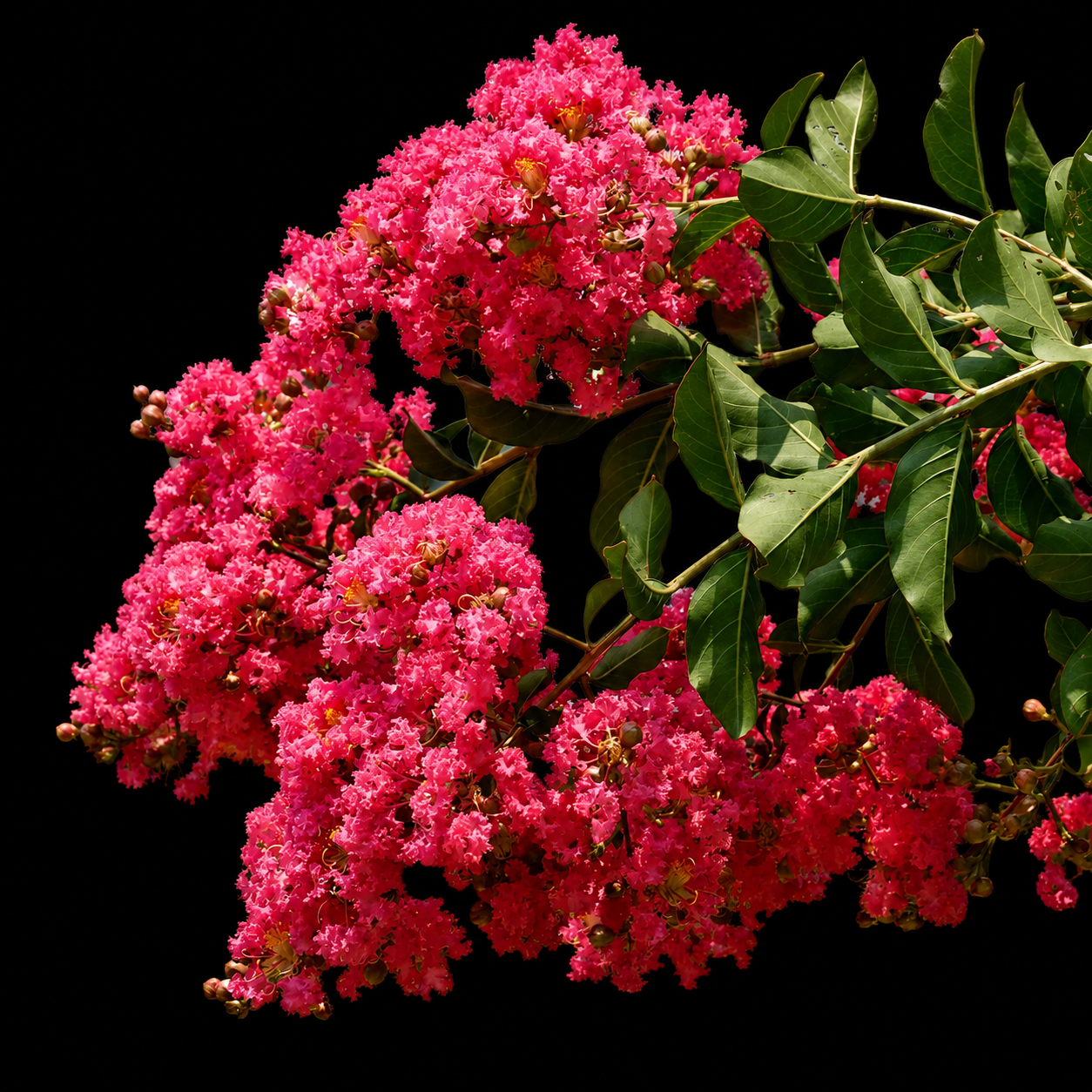 Crape Myrtle 'Tuscarora'