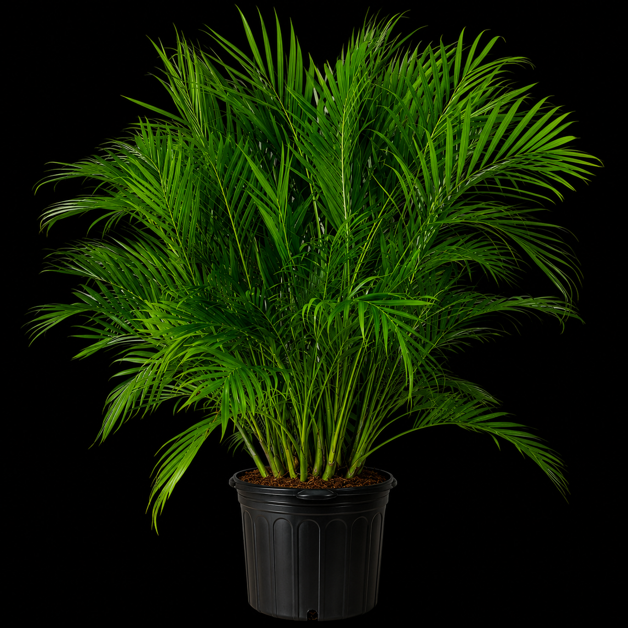 Cat Palm (Chamaedorea cataractarum)