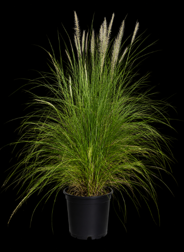 White Fountain Grass