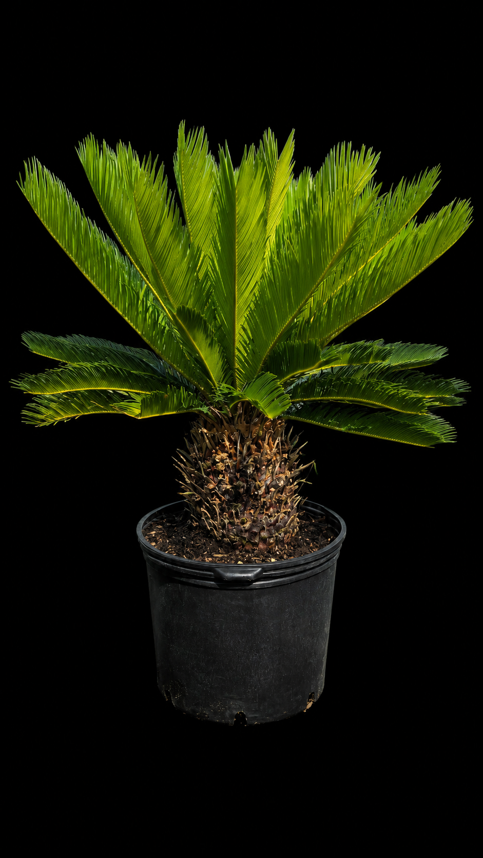 King Sago Palm