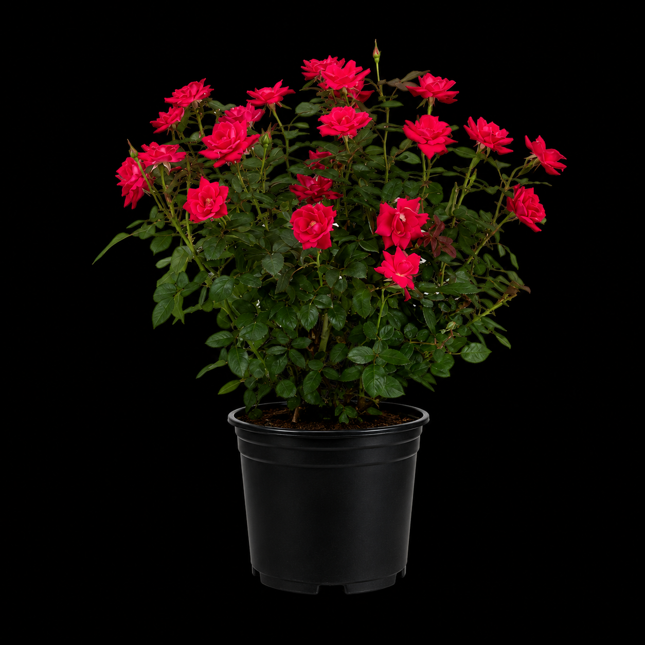 Knock Out® Rose (Assorted Colors)
