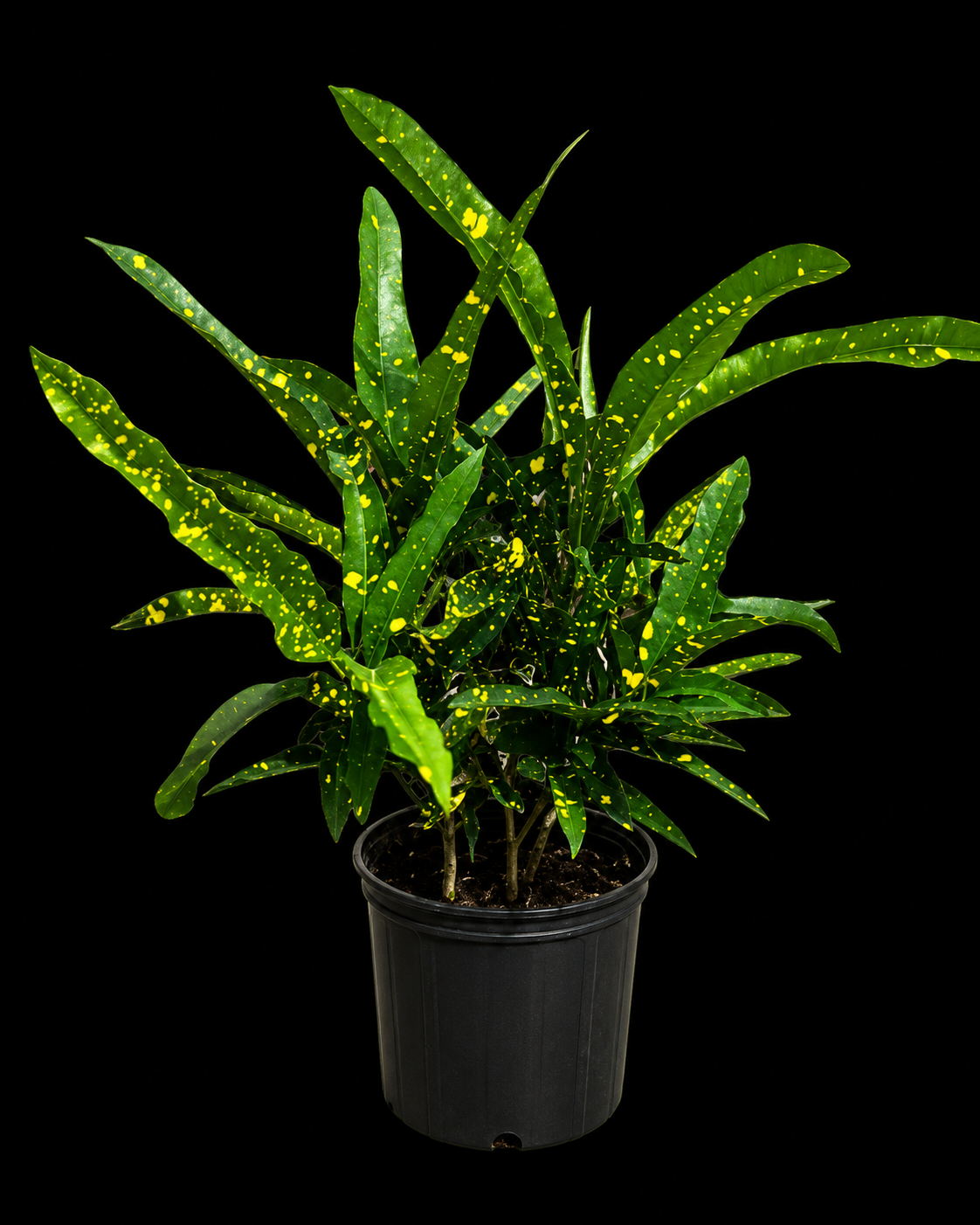 Croton 'Sloppy Painter'