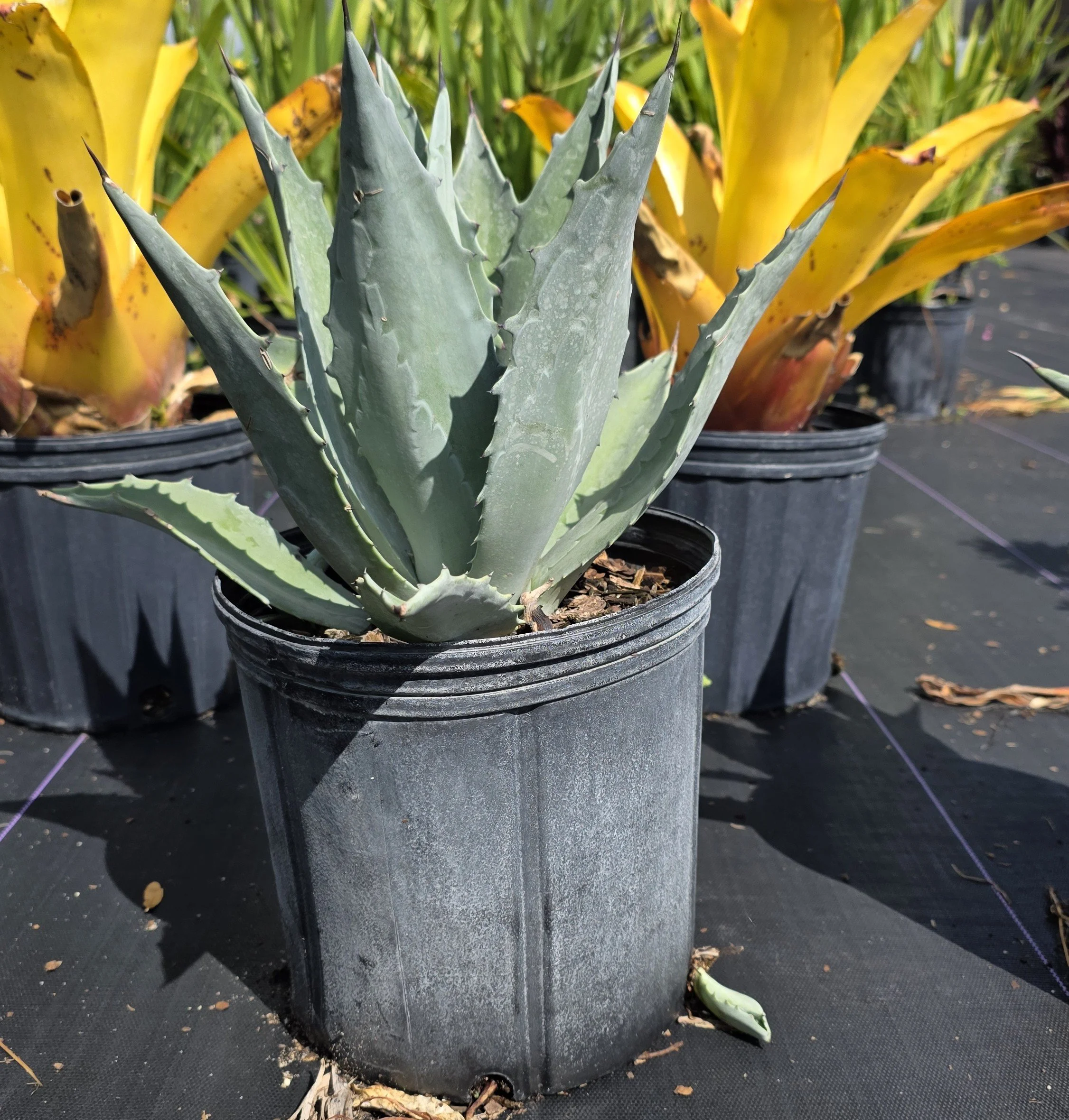 Agave American Blue (1).jpg