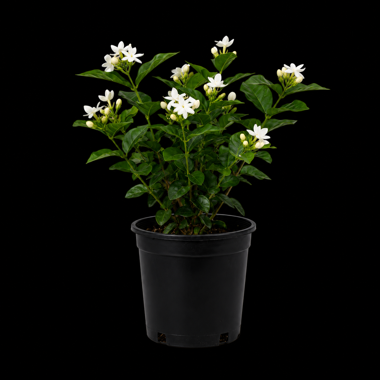 Jasmine 'Sambac / Arabian'
