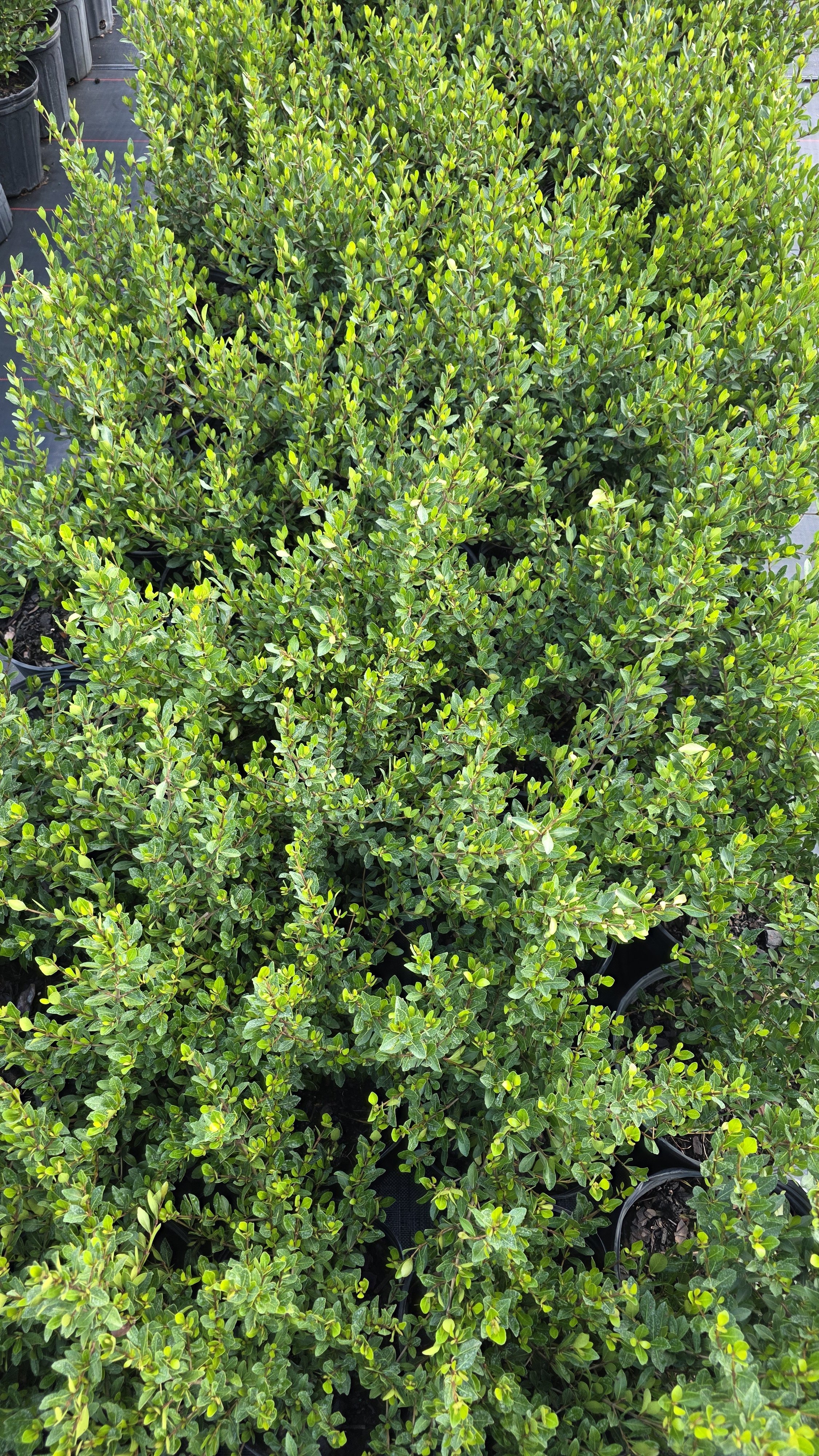 Boxwood (2).jpg