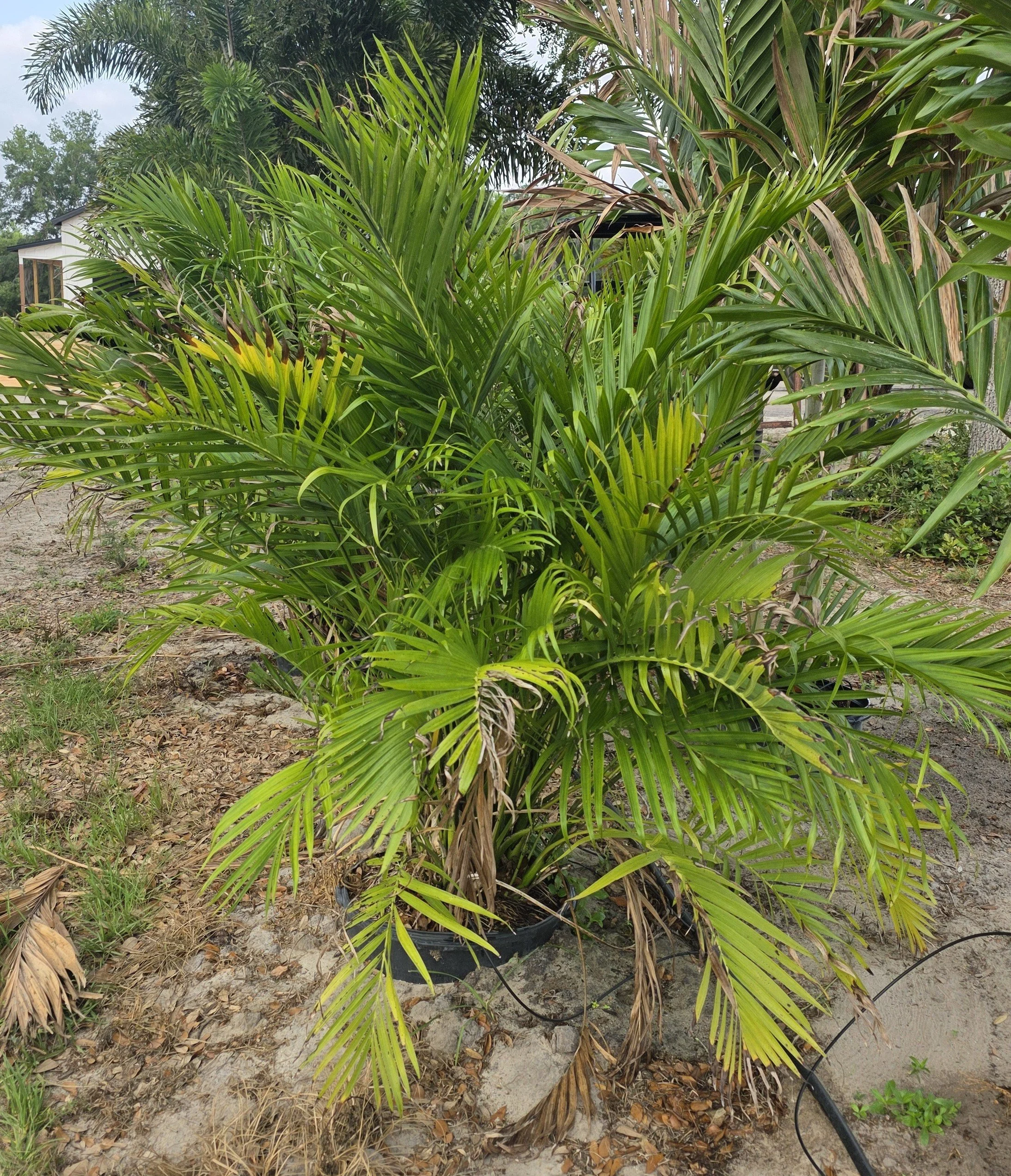 Areca Palm (1).jpg