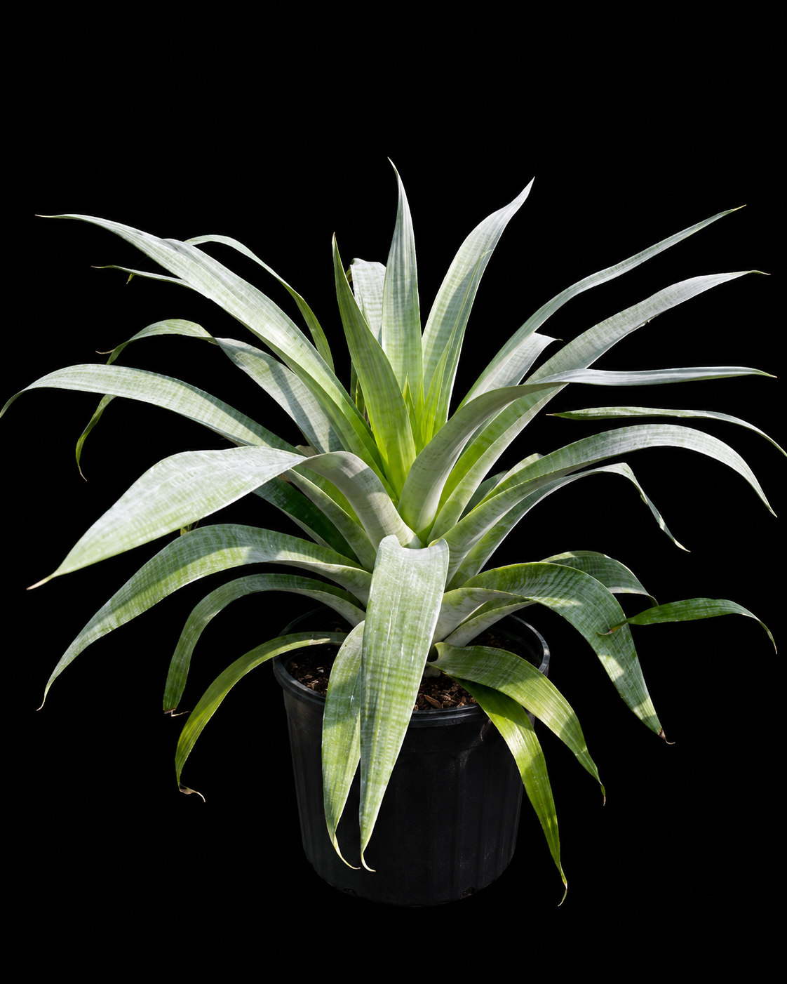 Bromeliad 'Odorata'