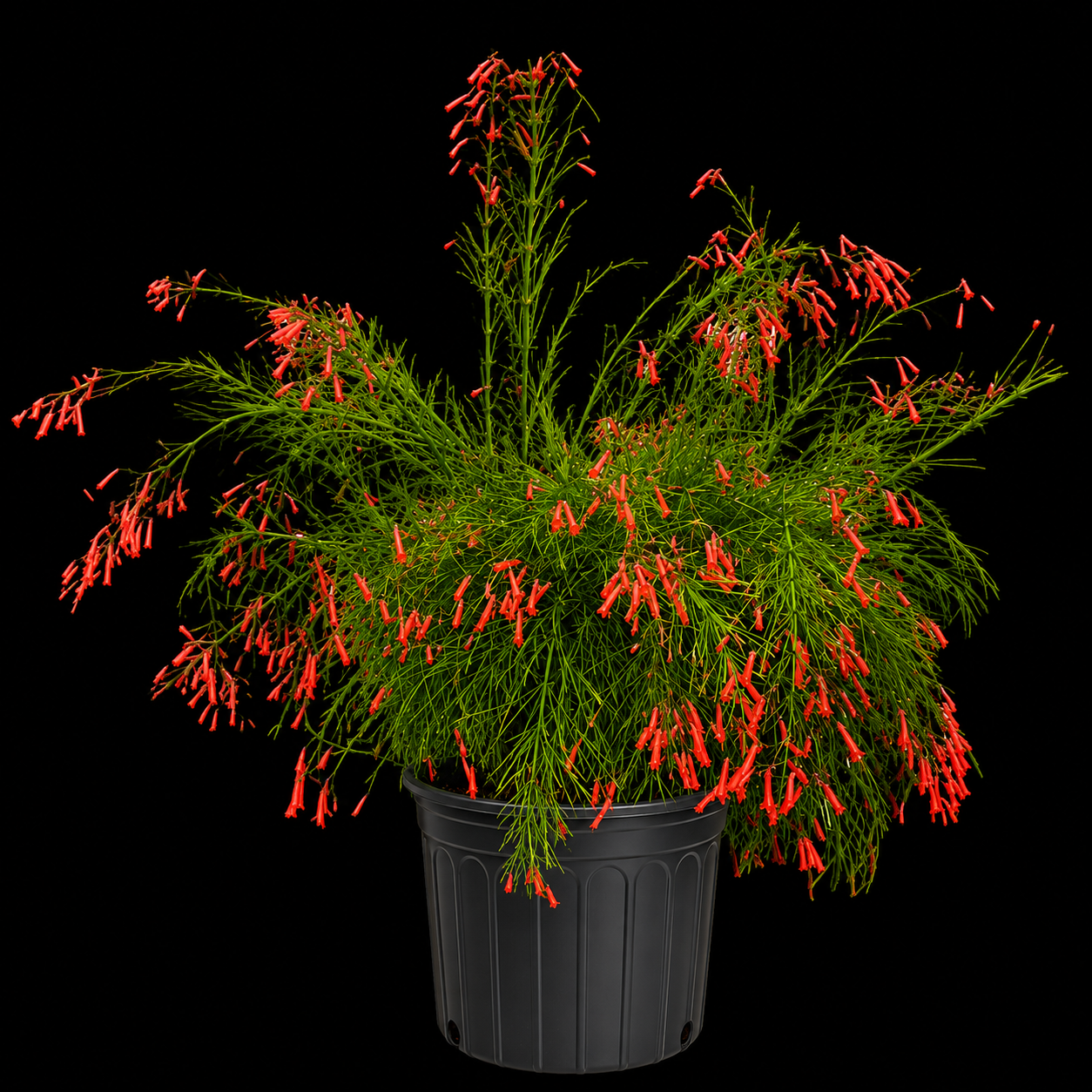 Firecracker Bush