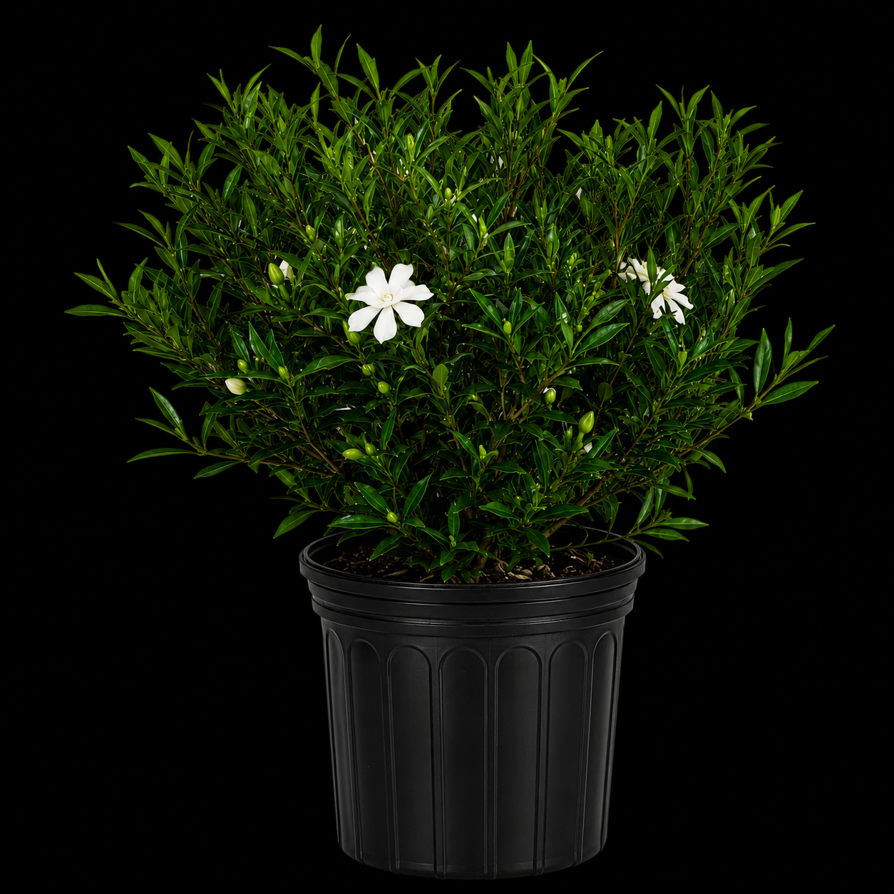 Gardenia Frostproof