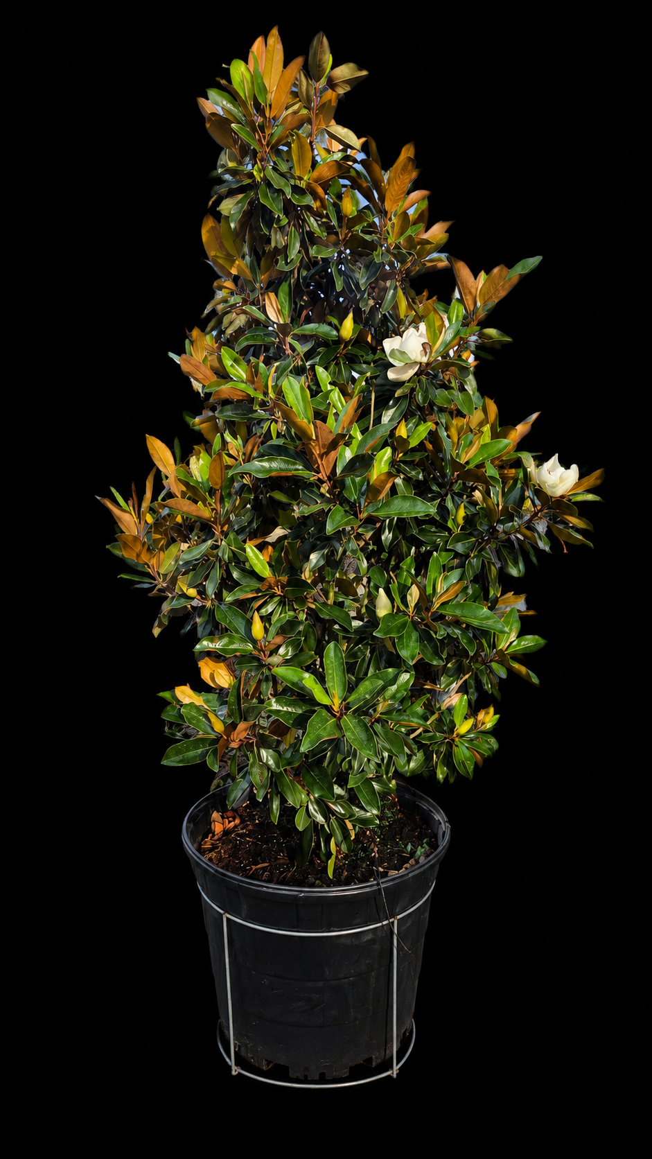 Magnolia grandiflora Little Gem