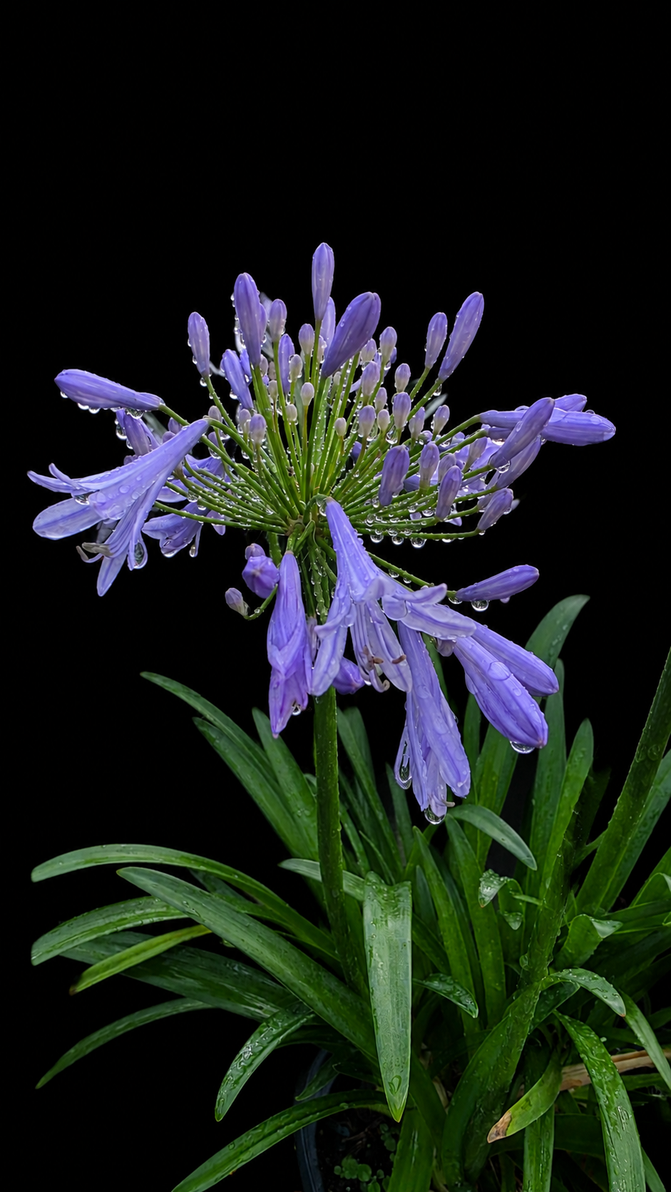 Agapanthus praecox 'Blue'