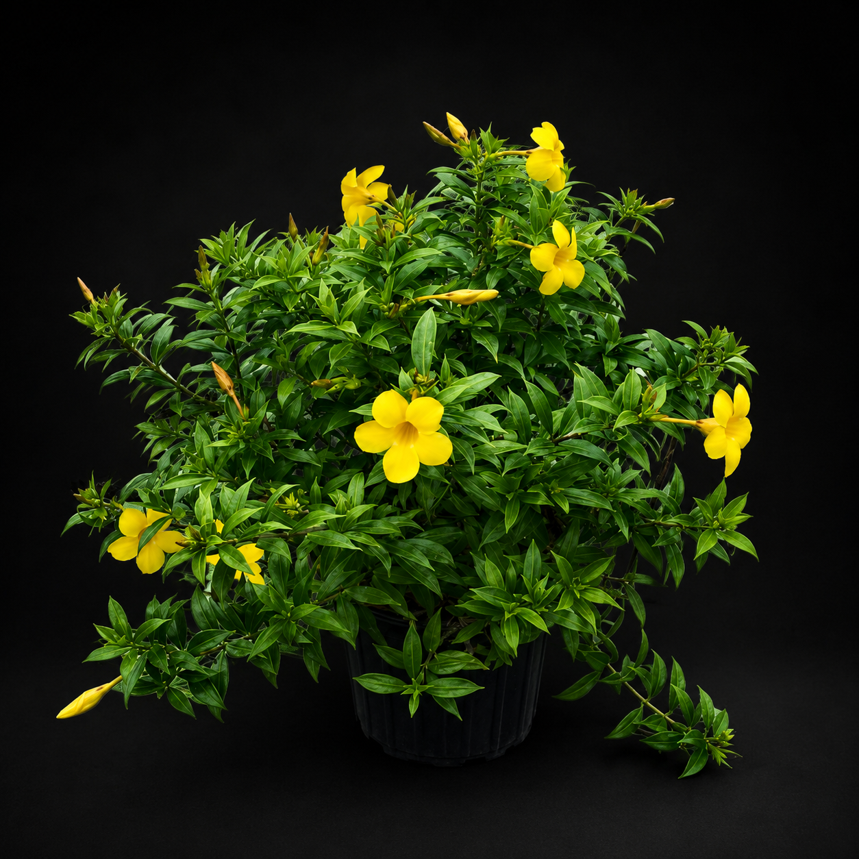 Allamanda schottii 'Compacta'