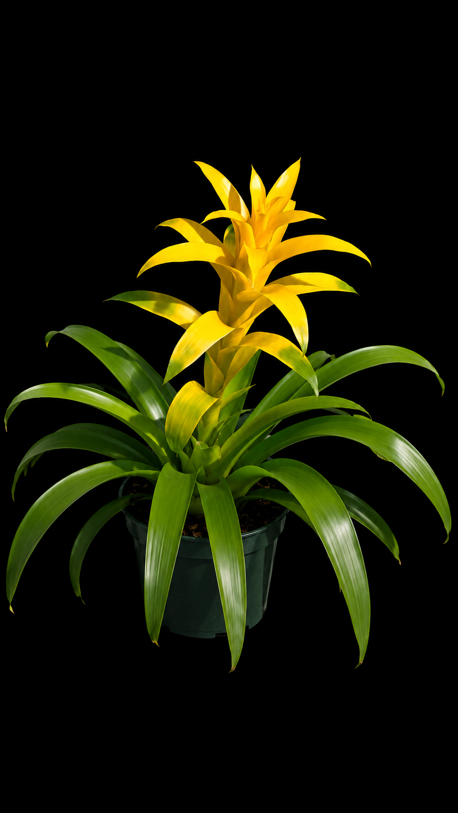 Bromeliad Assorted Guzmania