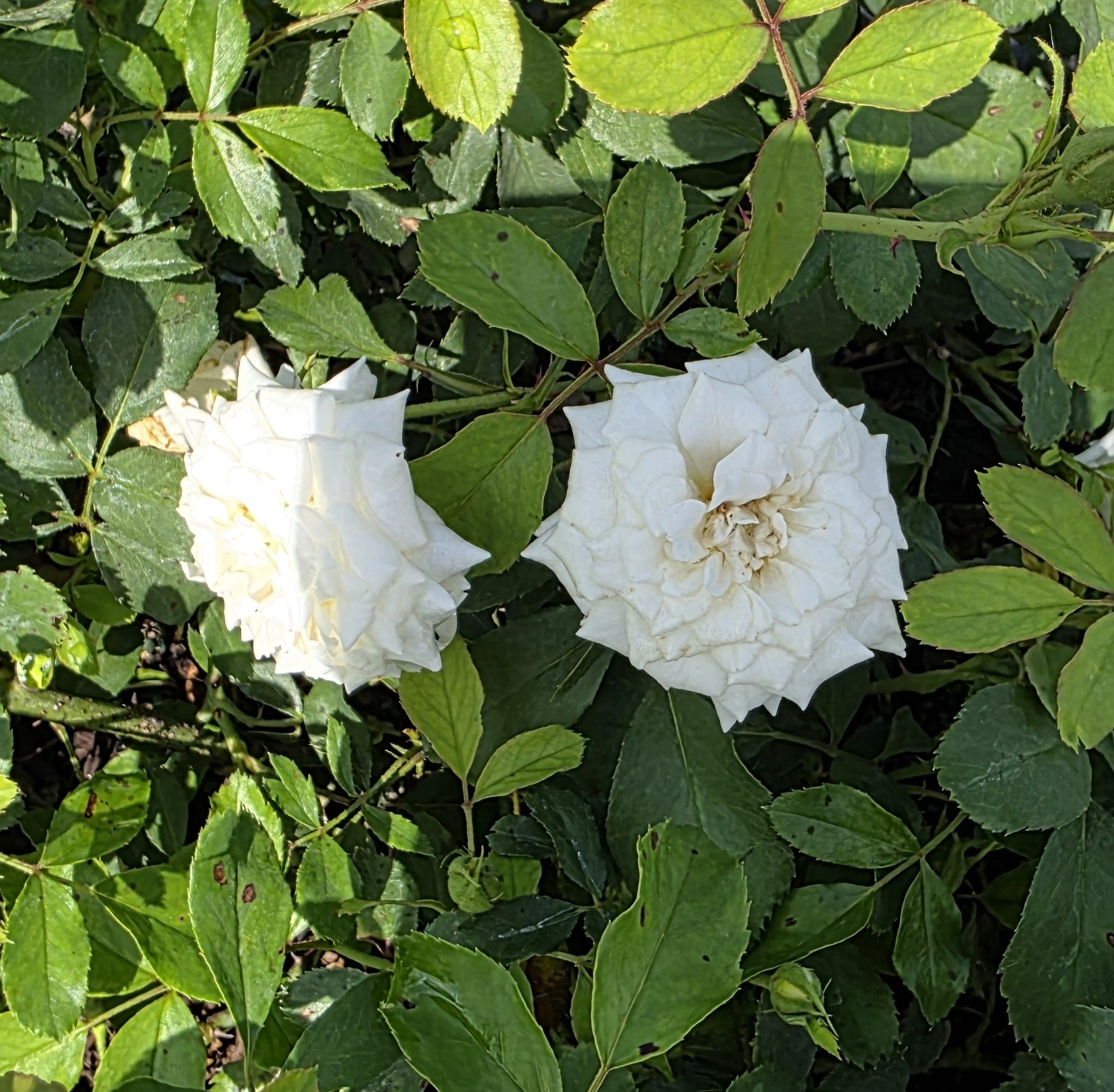 Drift Rose - White (1).jpg