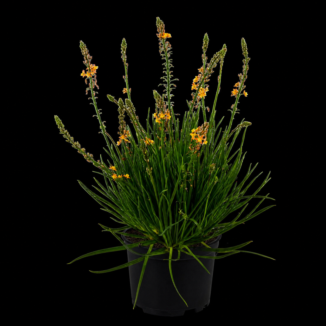 Bulbine frutescens 'Yellow'