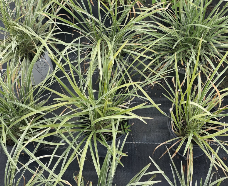 Aztec Grass (1).png