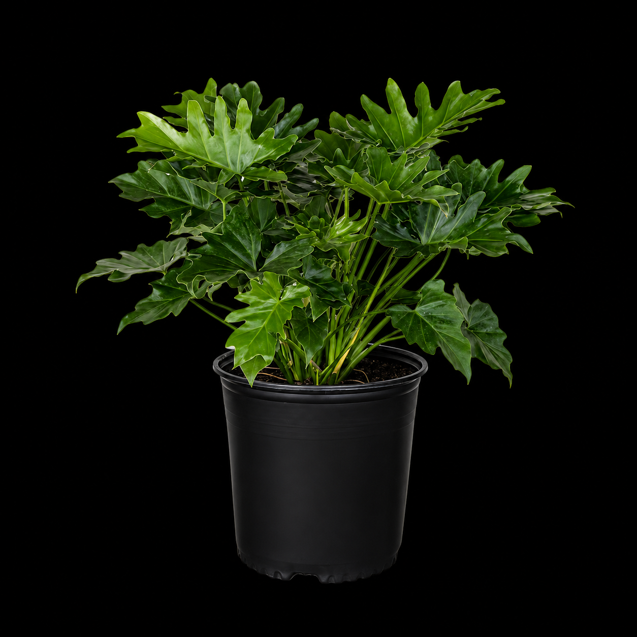 Philodendron 'Selloum'