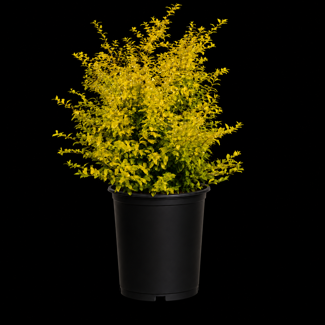 Ligustrum 'Sunshine'