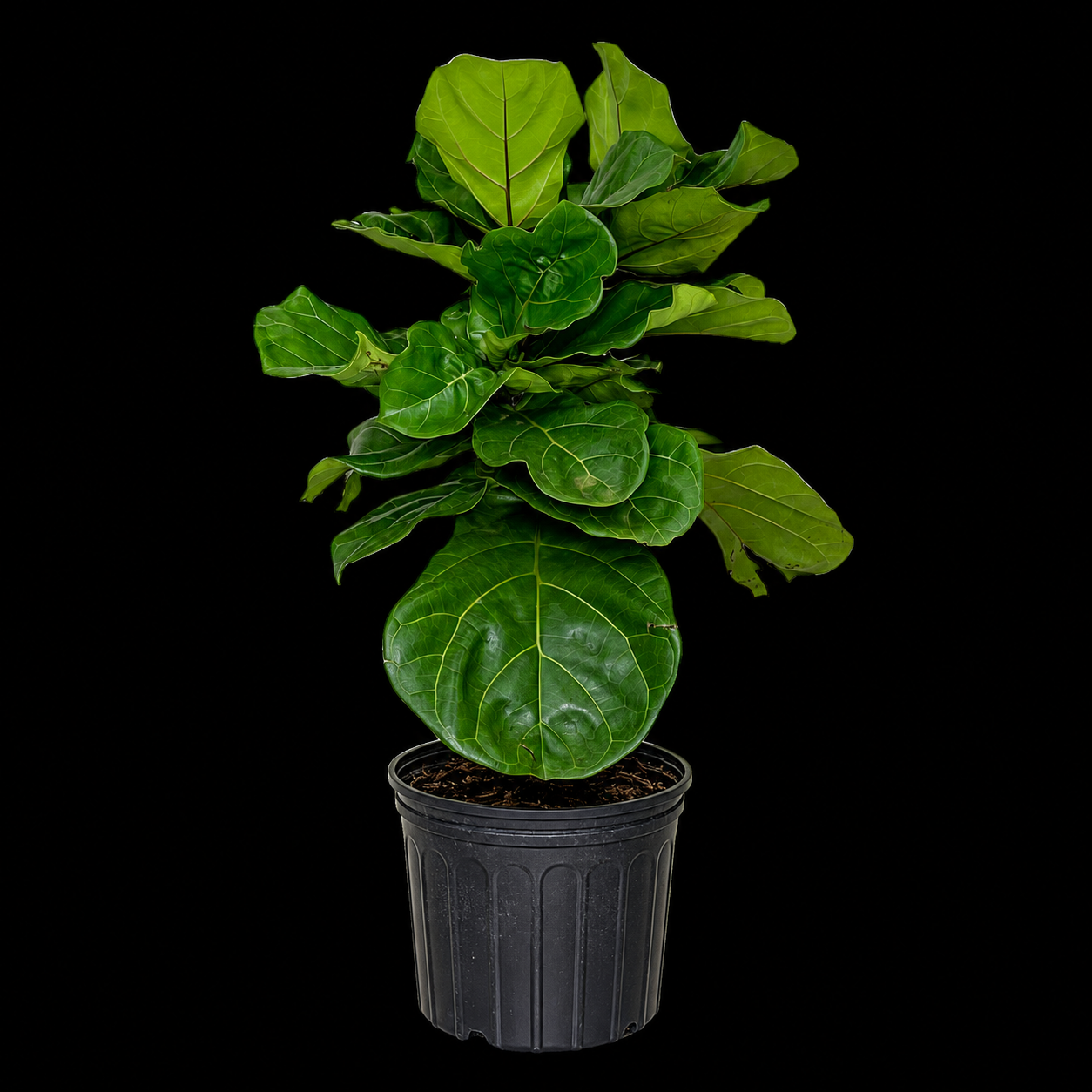 Fiddle Leaf Fig