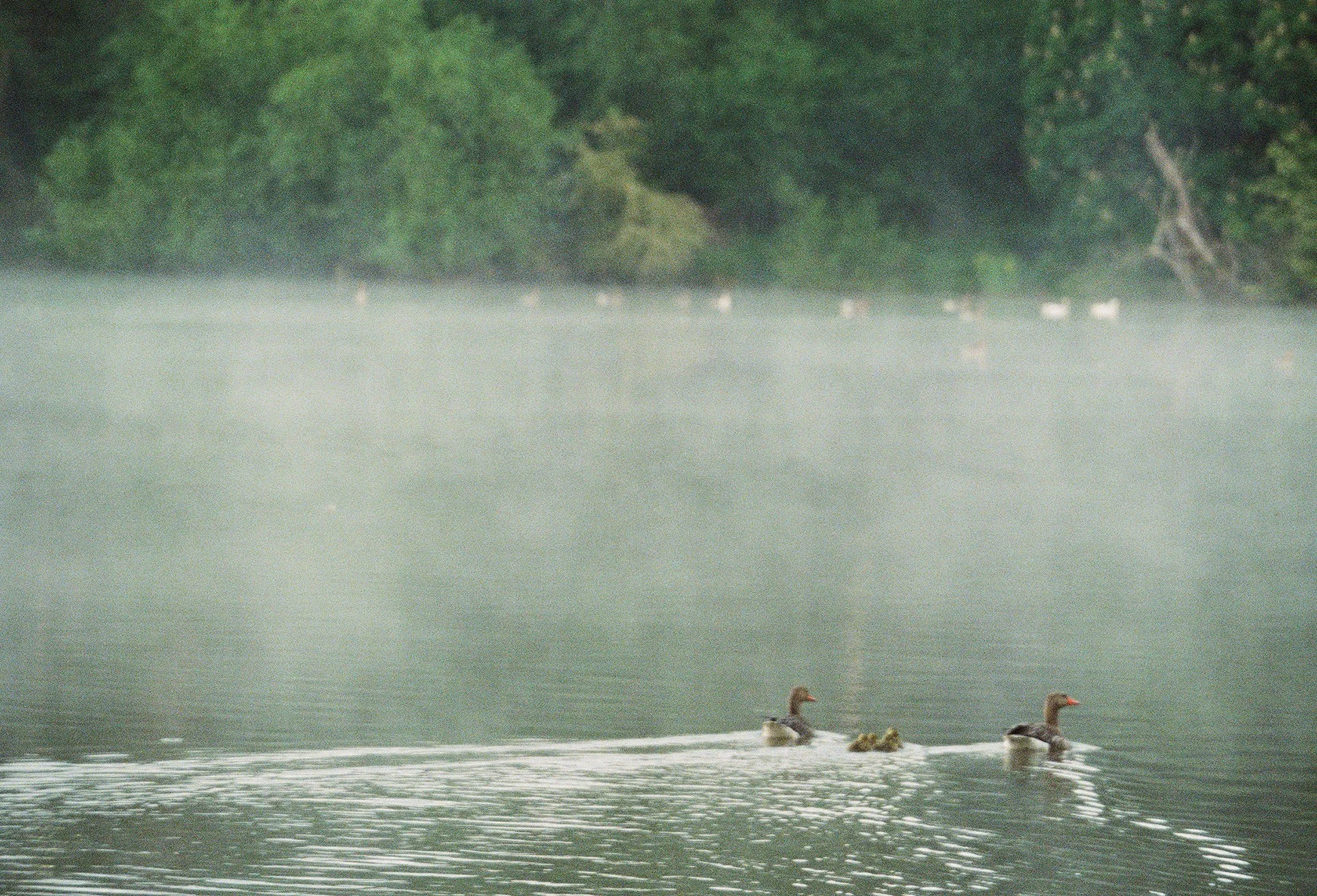 wildlife-12.jpg