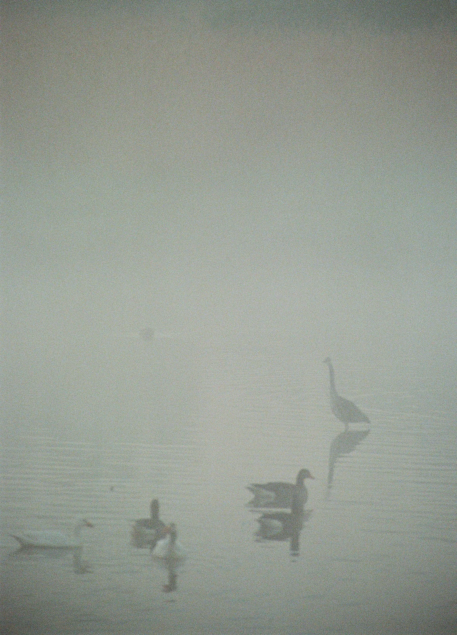 wildlife-10.jpg