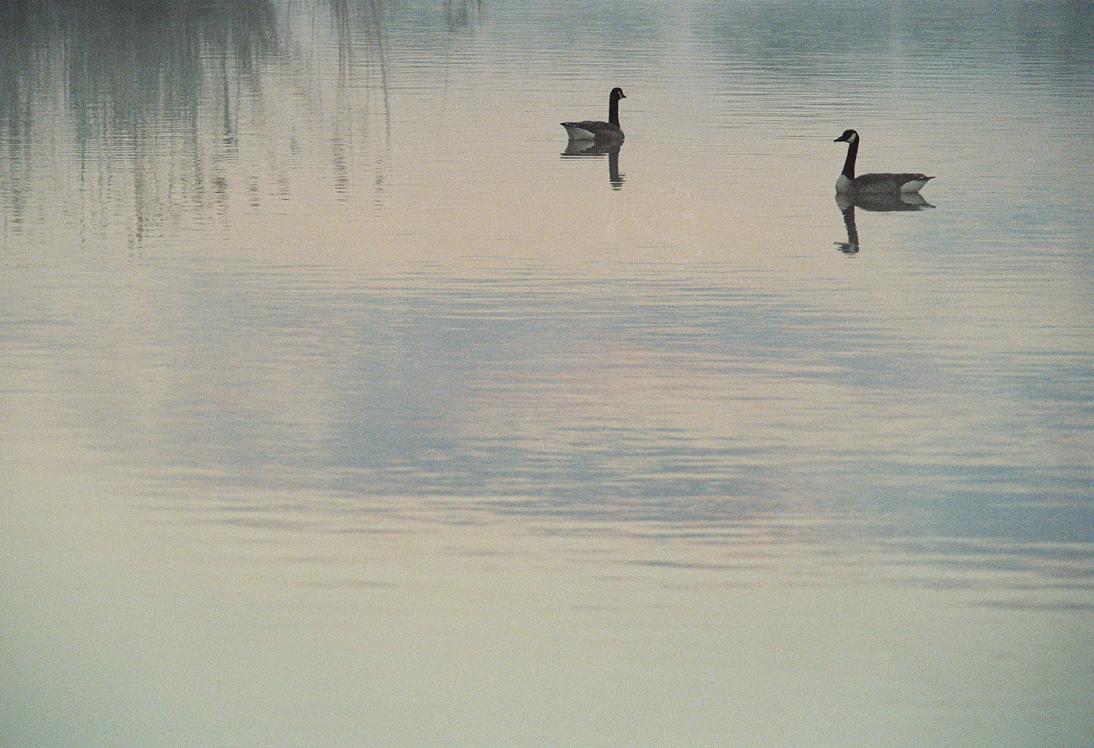 wildlife-13.jpg