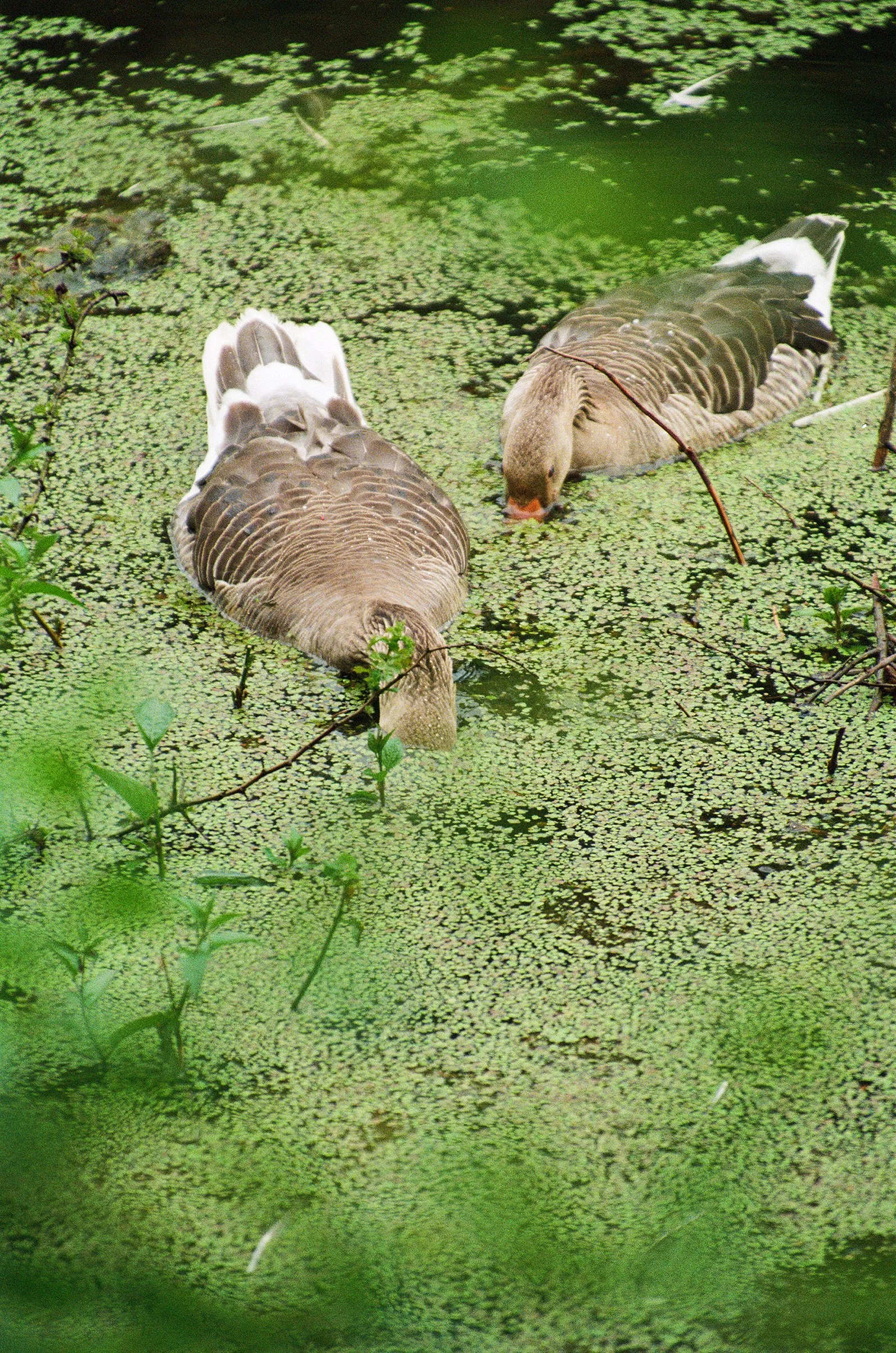 wildlife-47.jpg