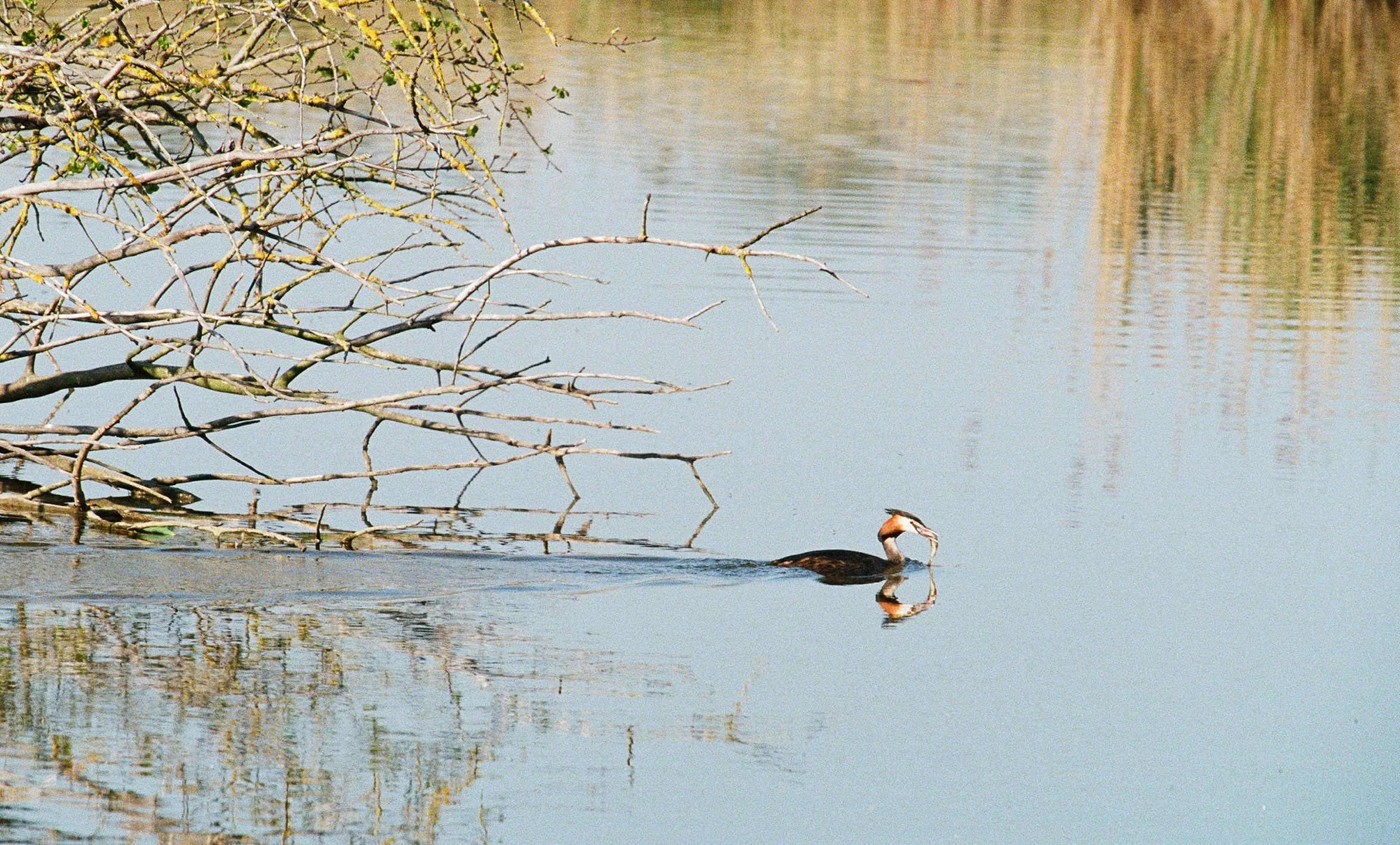 wildlife-07.jpg