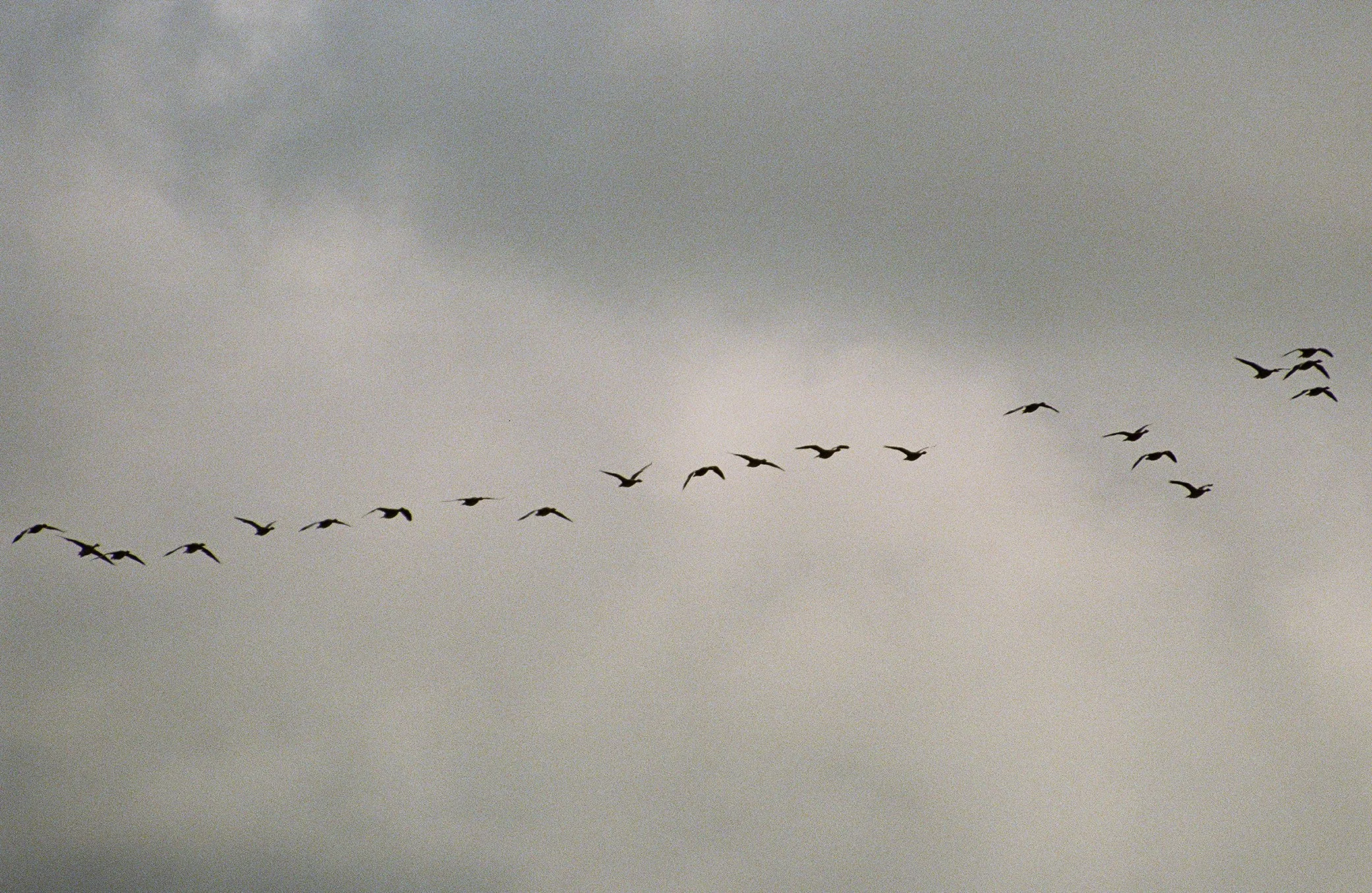 wildlife-42.jpg