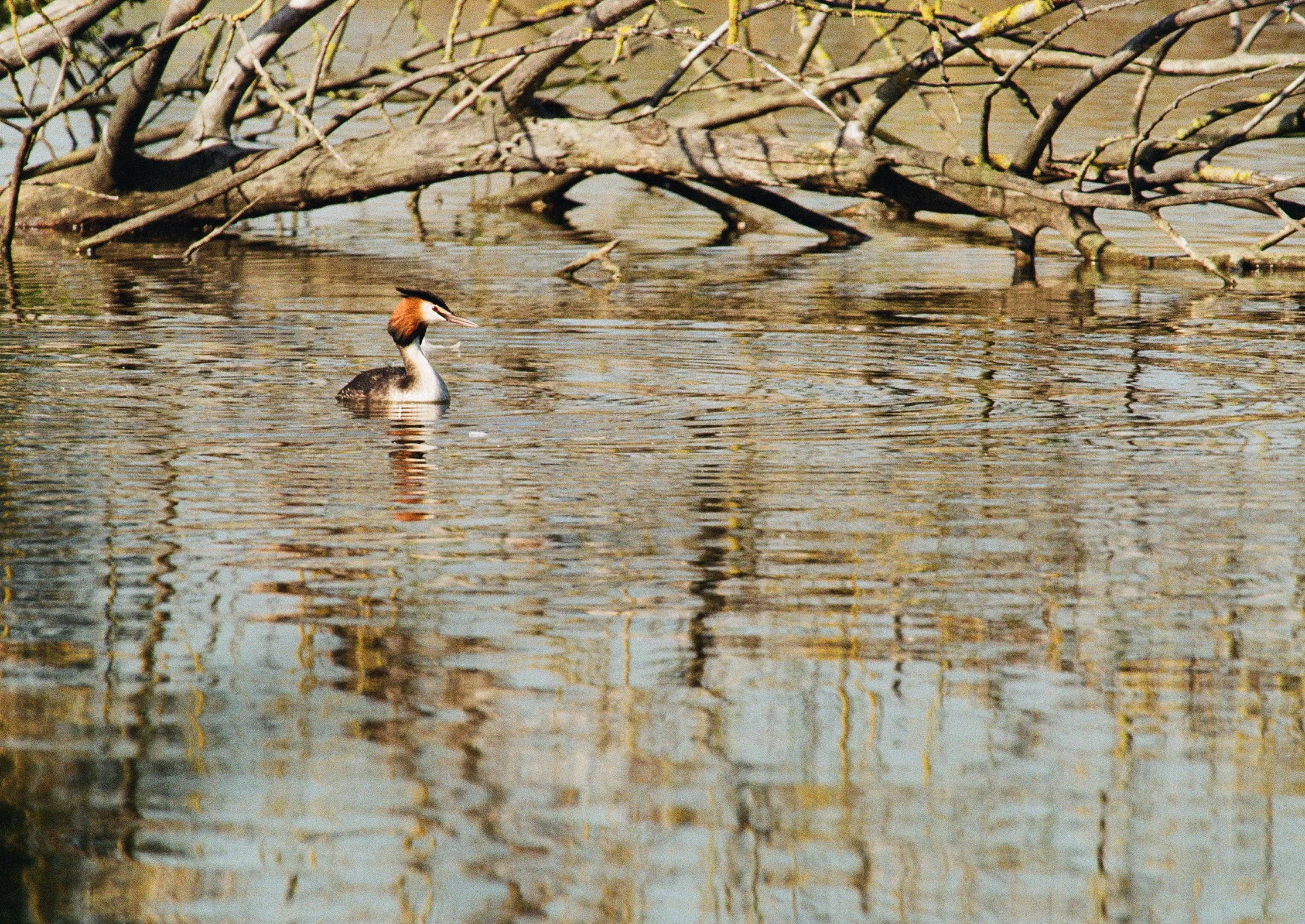 wildlife-20.jpg