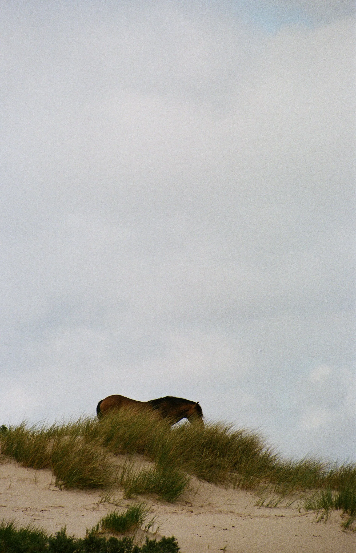 wildlife-30.jpg