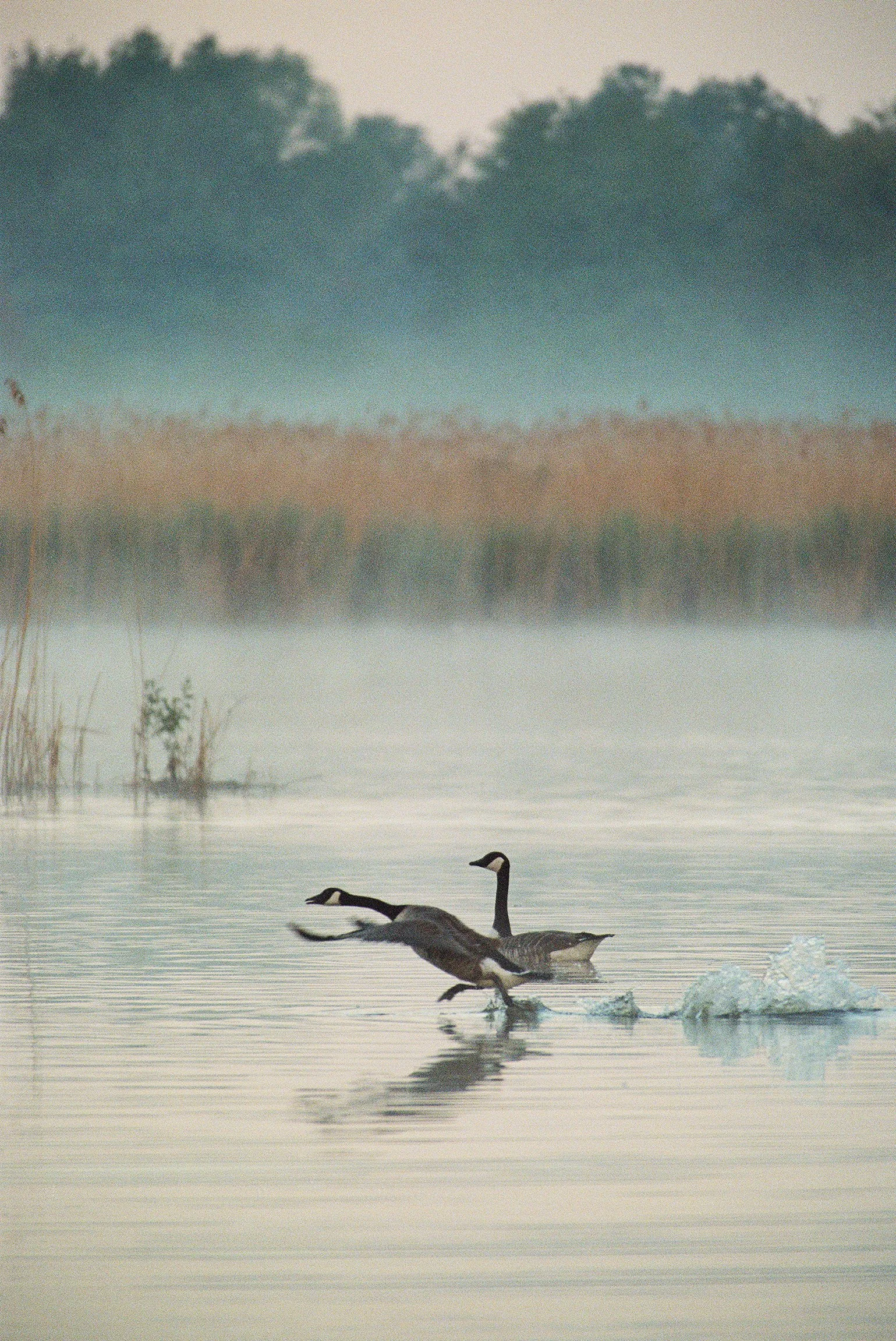 wildlife-14.jpg