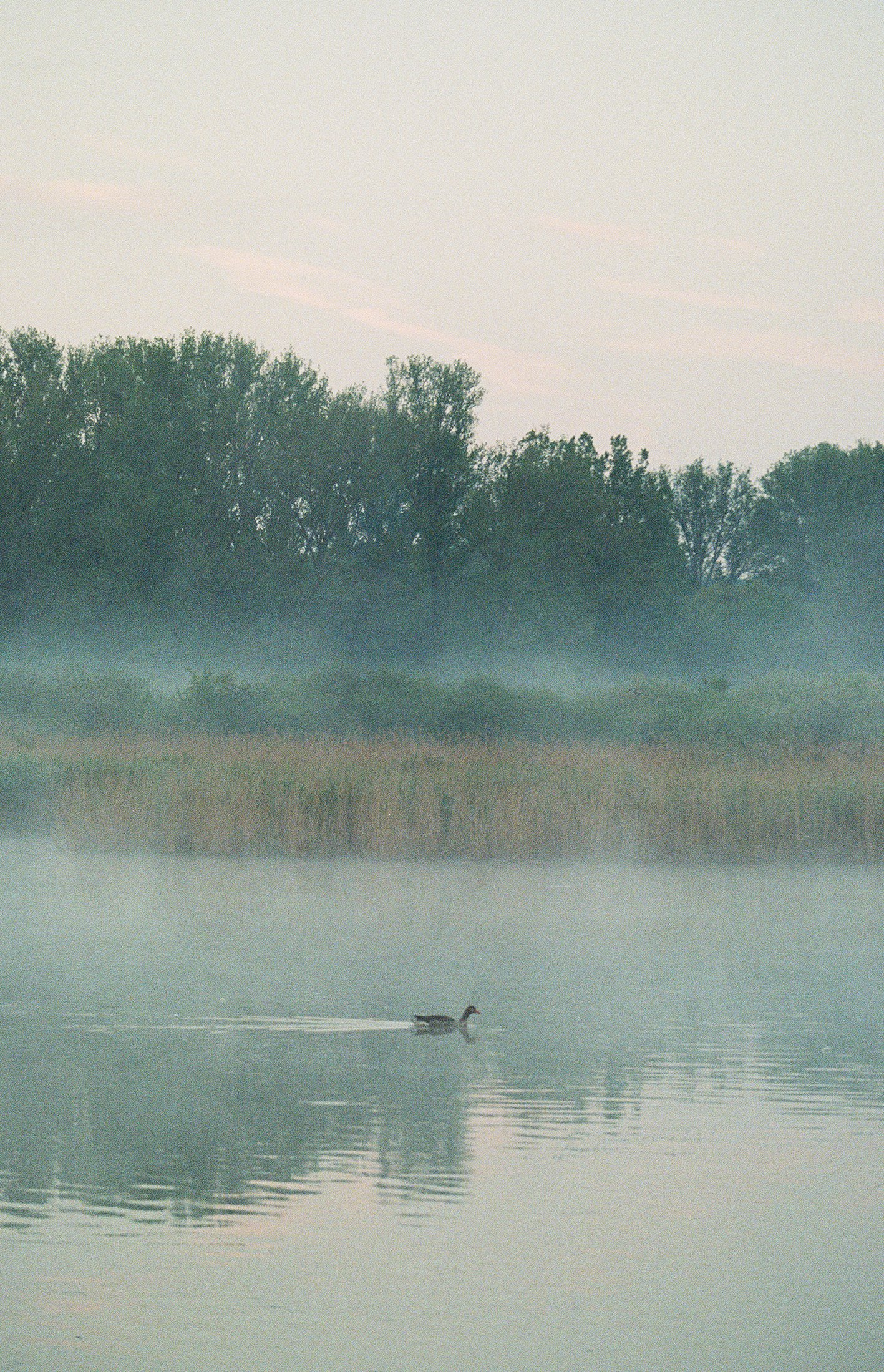 wildlife-11.jpg