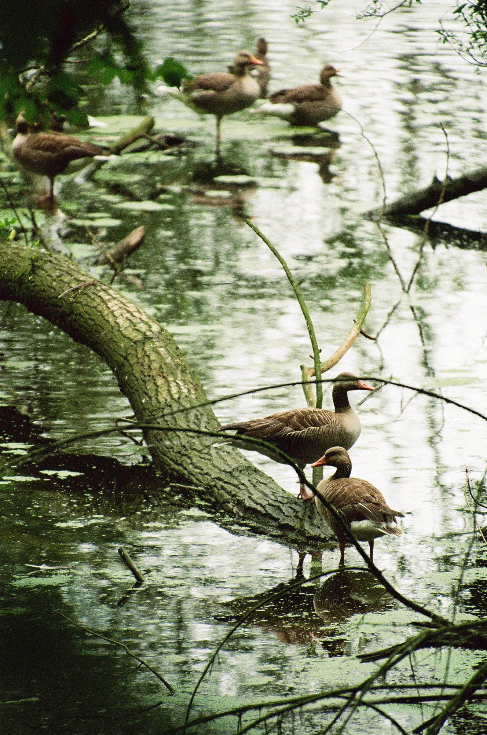 wildlife-49.jpg