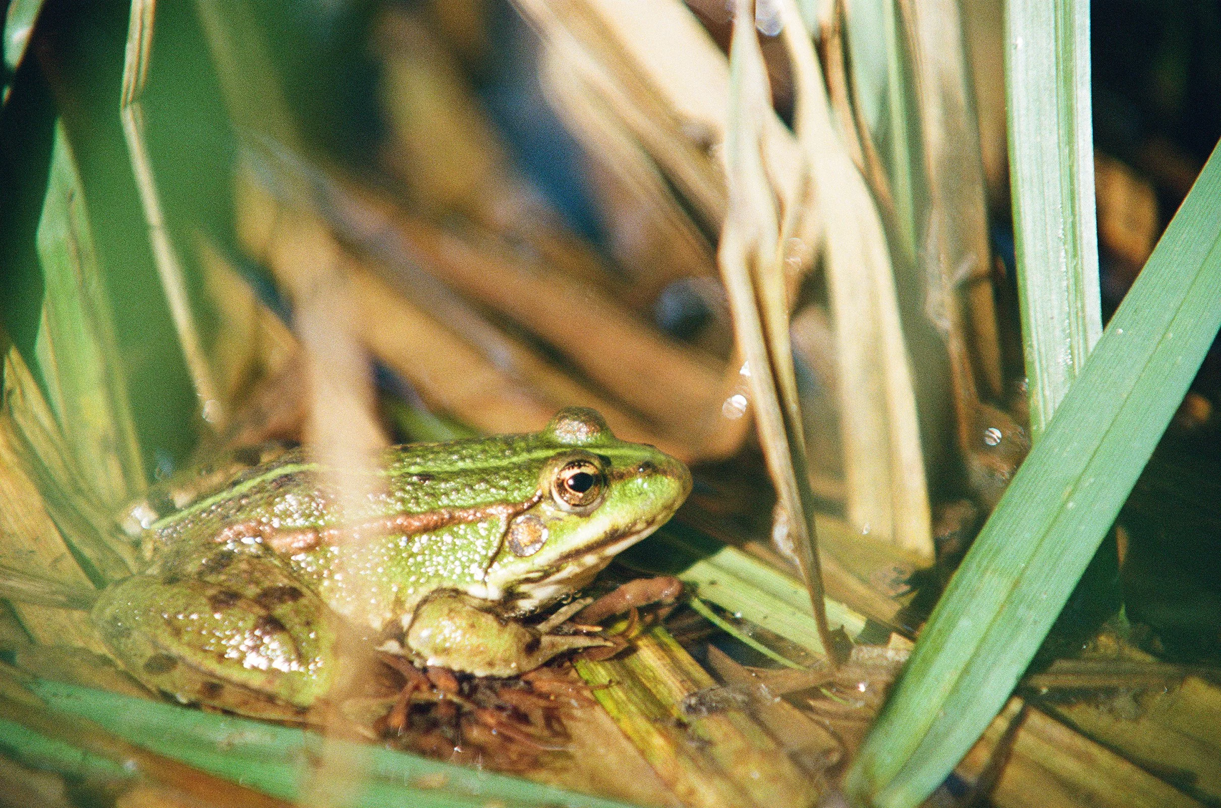 wildlife-01.jpg
