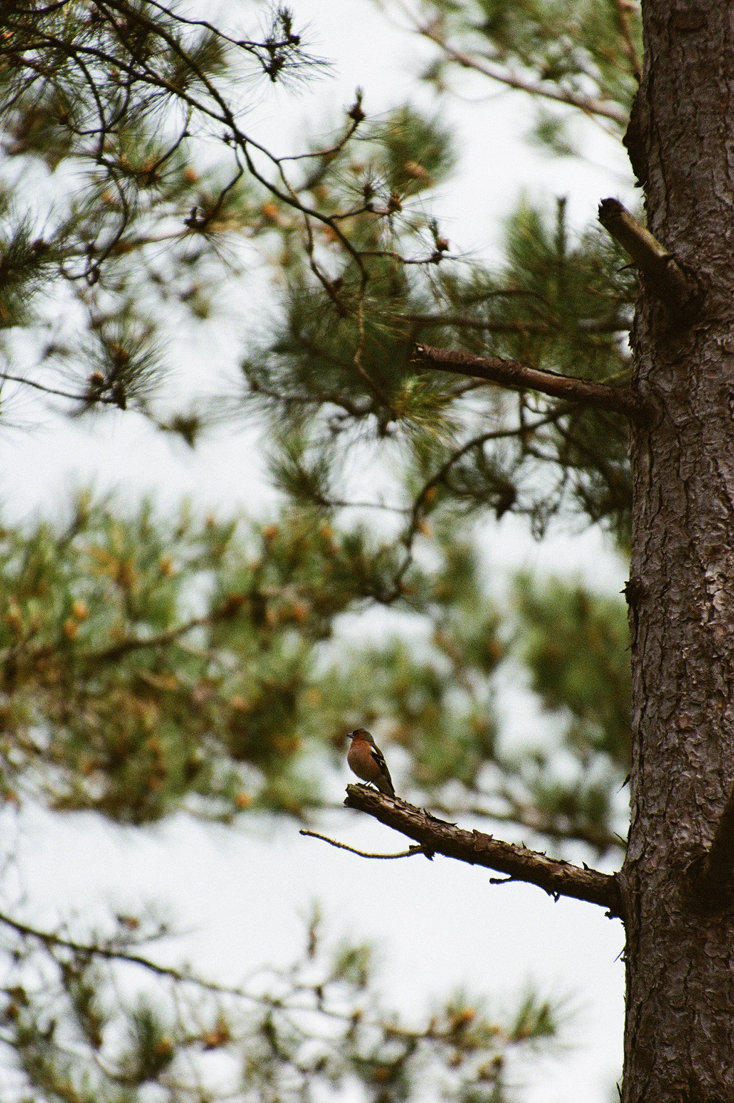 wildlife-36.jpg